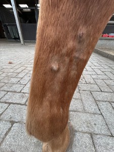 Sarkoid Bein vor dem lasern