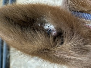 Vor der Behandlung mit compx