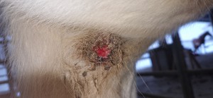 20260107_160040.jpg (2.11 MiB) 532 mal betrachtet 7.1 26