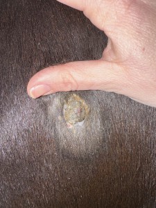 Schulter hier schmiere ich 1:1