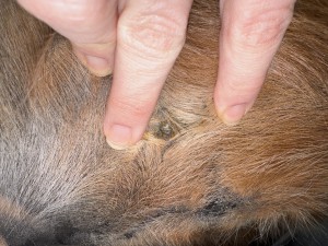 Euther 1:2 geht grad ganz gut, verändert sich aber kaum