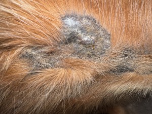 Das ist das eine bei dem ich mir nicht so ganz sicher bin ob das eins ist... hier schmiere ich 1:1