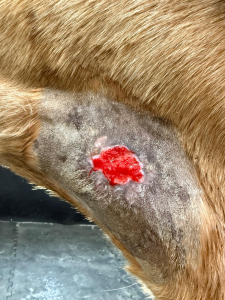 20260121-nach-entfernen-der Krusten.png