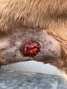 20260121-mit Dermequine.jpeg