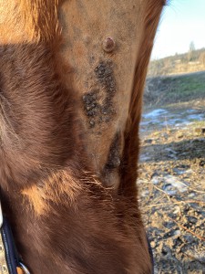 Vor der Baehandlung Übersicht.JPG (4.02 MiB) 348 mal betrachtet Übersicht vor der Behandlung 21.1.26