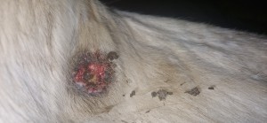 20260209_175043.jpg (2.13 MiB) 474 mal betrachtet 9.2.26