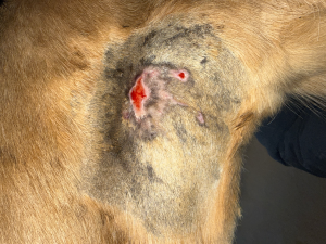 20260211-nach Säuberung1.png