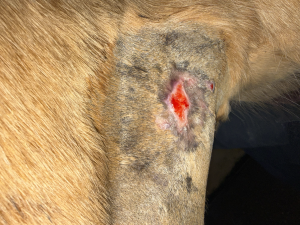 20260211-nach Säuberung2.png