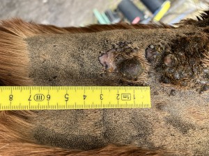 15.2.26 Sarkoid Hals.JPG