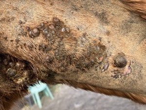 15.2.26 Sarkoid Hals gesamt.JPG