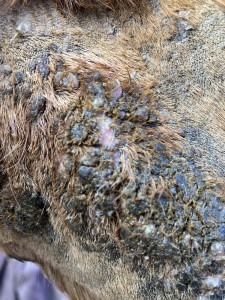 26.2.26 hals Mitte.JPG