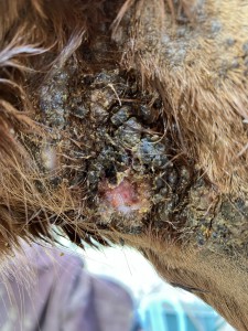 26.2.26 Hals vorne.JPG