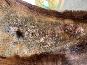 28.2. Hals gesamt.JPG