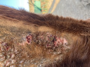 28.2. Hals vorne.JPG