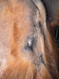 Das ist die Narbe, hier bilden sich keine Krusten, bin unsicher ob das überhaupt ein Sarkoid ist? (schmiere 1:2)