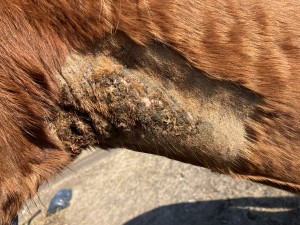 6.3. Hals gesamt.JPG