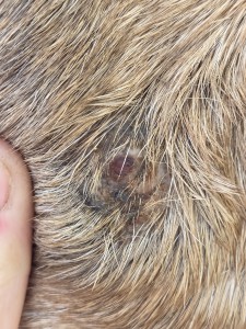 Im Gesicht kaum noch ein Hubbel, nur etwas Kruste rundherum.