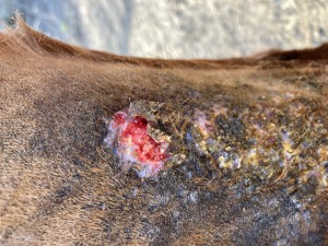 08.03. Hals (ehemals Knubbel).JPG