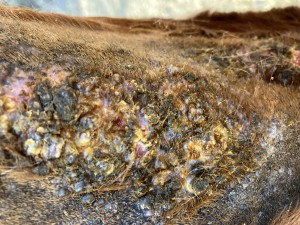 08.03. Hals Fläche.JPG