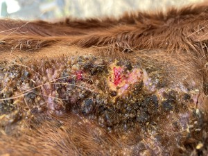 08.03. Hals vorne.JPG