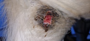 20260307_182902.jpg (2.06 MiB) 398 mal betrachtet 7.3.26