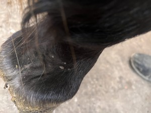 Sarkoide in der Fesselbeuge