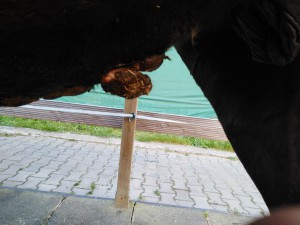 IMG_20190428_183348.jpg (3.22 MiB) 3832 mal betrachtet Seite1