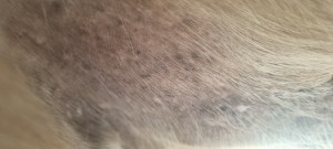 20260402_152752.jpg (1.98 MiB) 207 mal betrachtet Nix mehr zu sehen ausser etwas schuppige Haut.