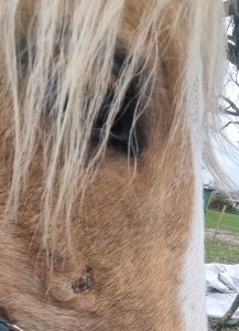 Sarkoid im Gesicht hat keine rote "Kugel" mehr und heilt gut ab.