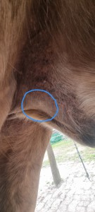 Hier noch mal die Stelle, an der sich das Sarkoid befand.