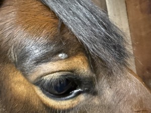 Sarkoid 1 Dezember 25