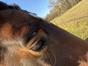 Sarkoid 1 Dezember 25