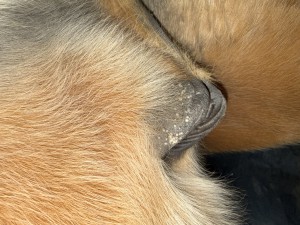 Sarkoid 2 Februar 26