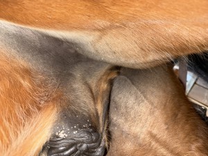 Sarkoid 2+3 März 26