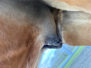 Sarkoid 2+3 April 26