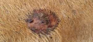 Etwas 2 Euro Stück groß....