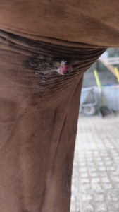 Zustand vor 1 Jahr vor dem wegbeißen