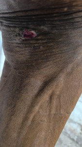 hier hat sie sich es weg gebissen vor 1 Jahr