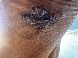 Zustand gewachsen nach dem wegbeißen und compx drauf