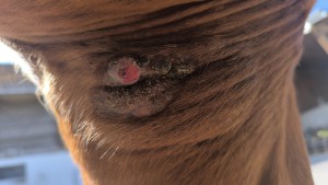 heute nach 2 x Compx auftragen