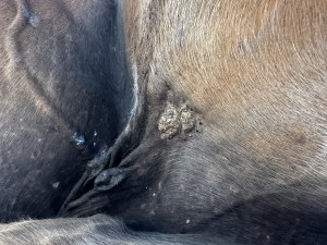 das andere Sarkoid (unbehandelt)