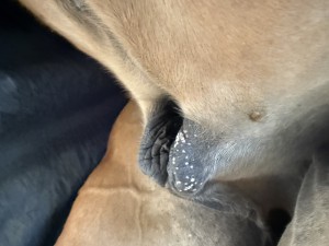 IMG_8741.jpeg