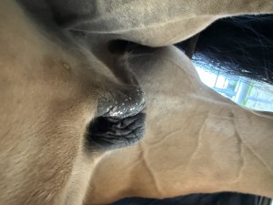 IMG_8742.jpeg