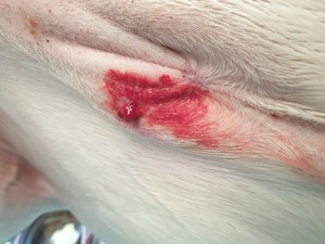 Zipfel direkt behandelt