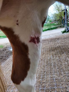 2.0 Sarkoid aufgeplatzt Sekret am Bein 2026