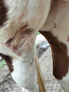 2.0 Sarkoid aufgeplatzt Sekret am Bein