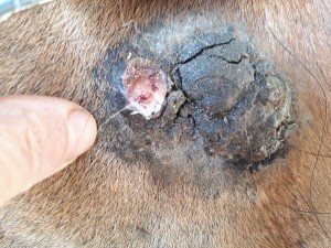 20190501_082112.jpg (6.36 MiB) 3362 mal betrachtet 1. Mai vor dem schmiere