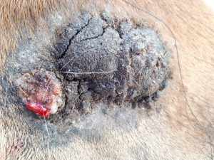 20190501_090740.jpg (6.34 MiB) 3362 mal betrachtet Nach dem schmieren