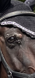 IMG_0433.png