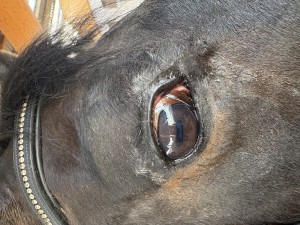 IMG_1676.jpeg